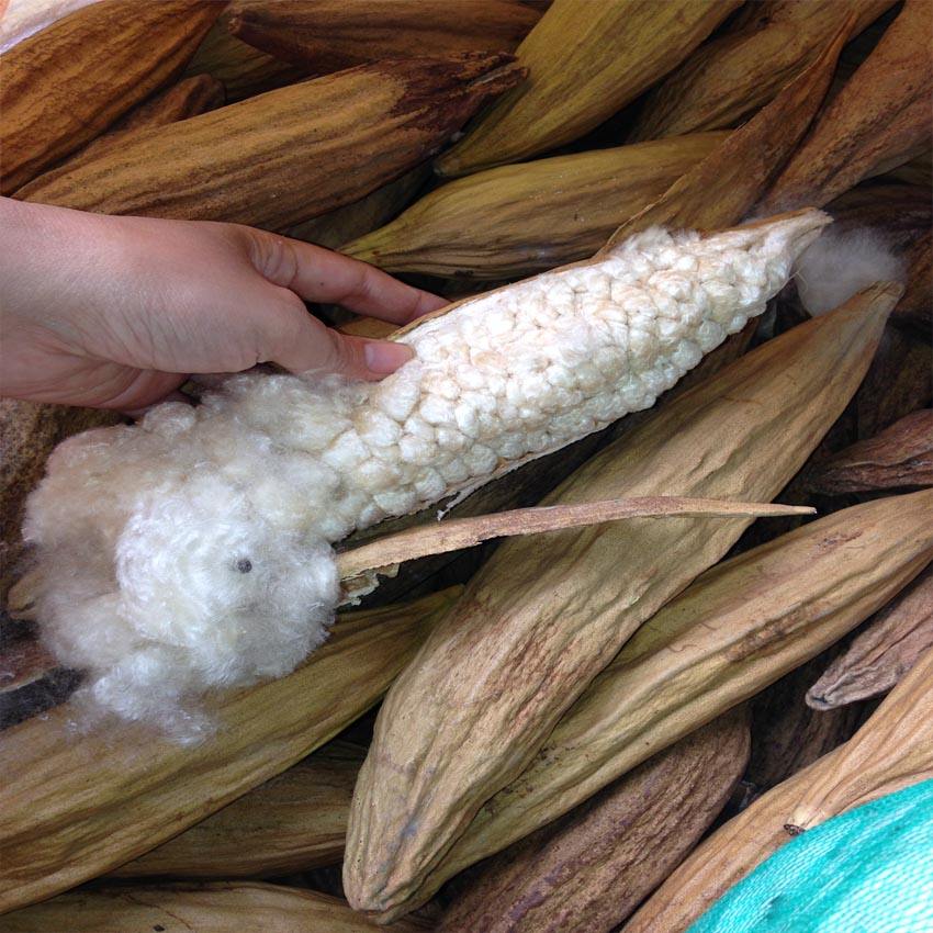 Kapok fiber hand-harvested from pods in East Java